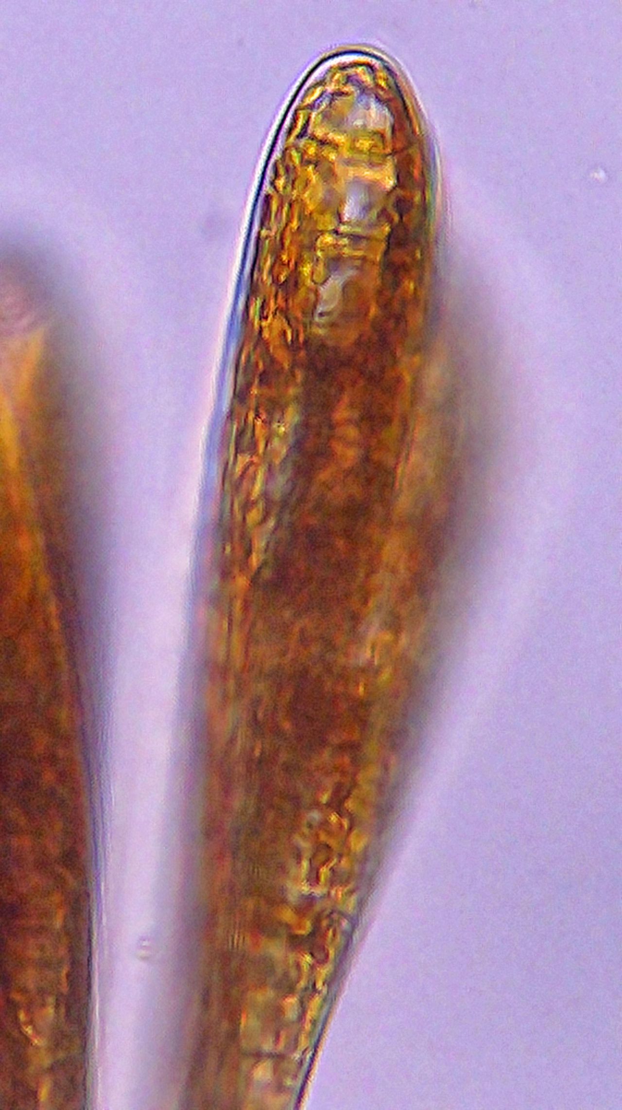 Alla scoperta delle diatomee epifite: la Climacosphenia moniligera